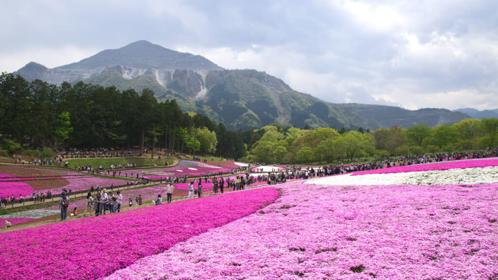 Bands of pink and white shibazakura flowering on the slope at Hitsujiyama Park in Chichibu, with the quarried face of Mount Buko behind