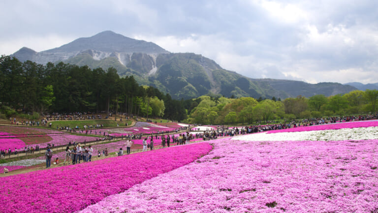 Bands of pink and white shibazakura flowering on the slope at Hitsujiyama Park in Chichibu, with the quarried face of Mount Buko behind