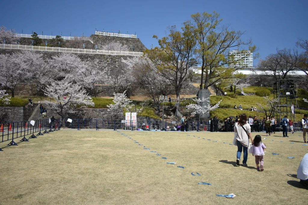 Cherry blossom below the stone ramparts of Kofu Castle in Maizuru Castle Park